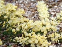 Cytisus Cottage